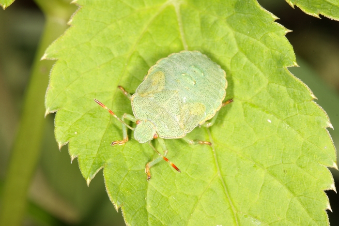 Macro chalet aout 2010 - 049